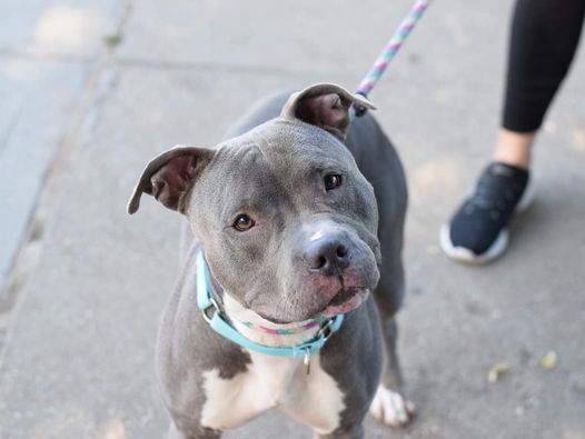 Luna Rose, a Adoptable mixed breed in Kenvil, NJ image 2/6