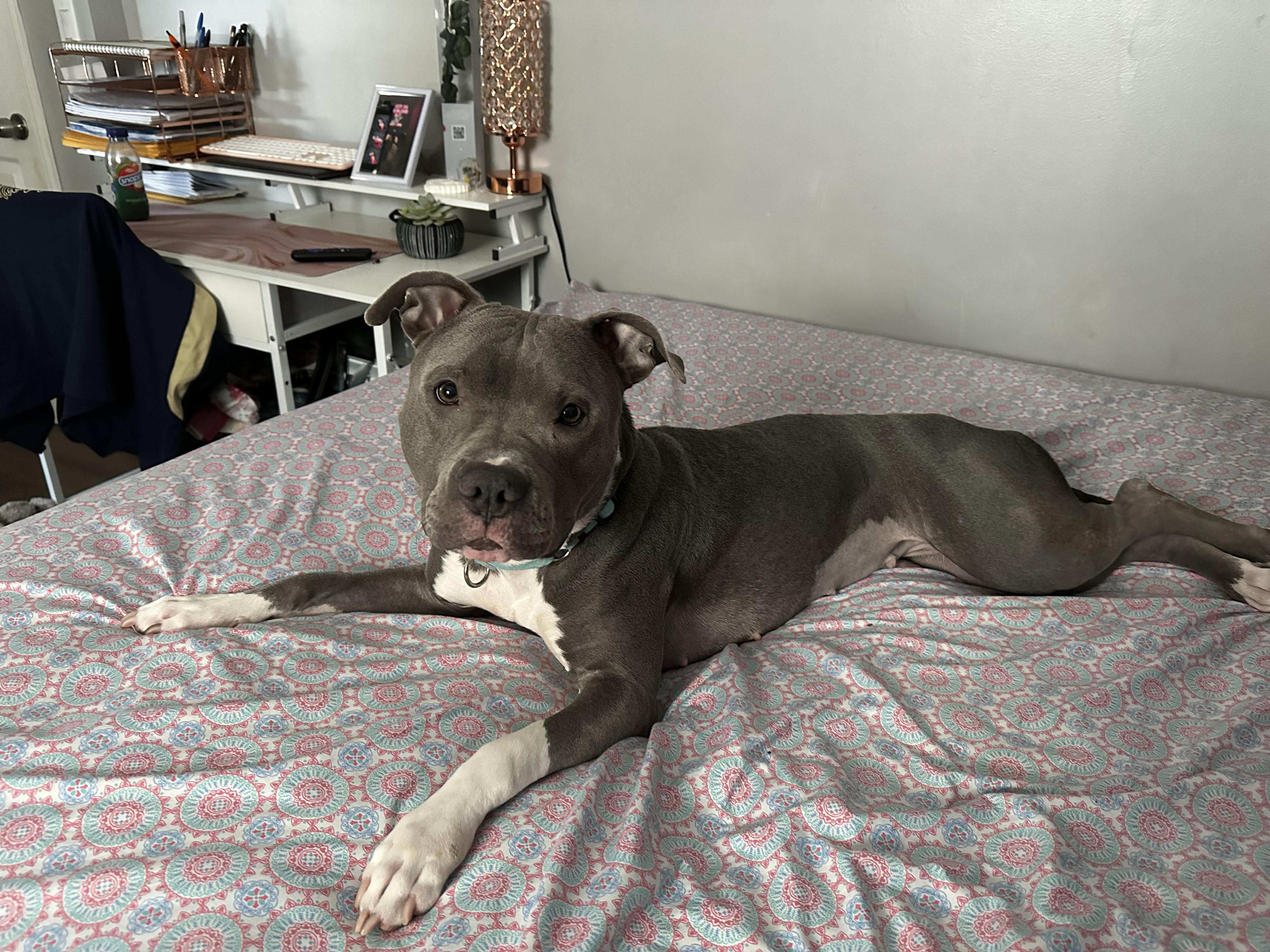 Luna Rose, a Adoptable mixed breed in Kenvil, NJ image 4/6