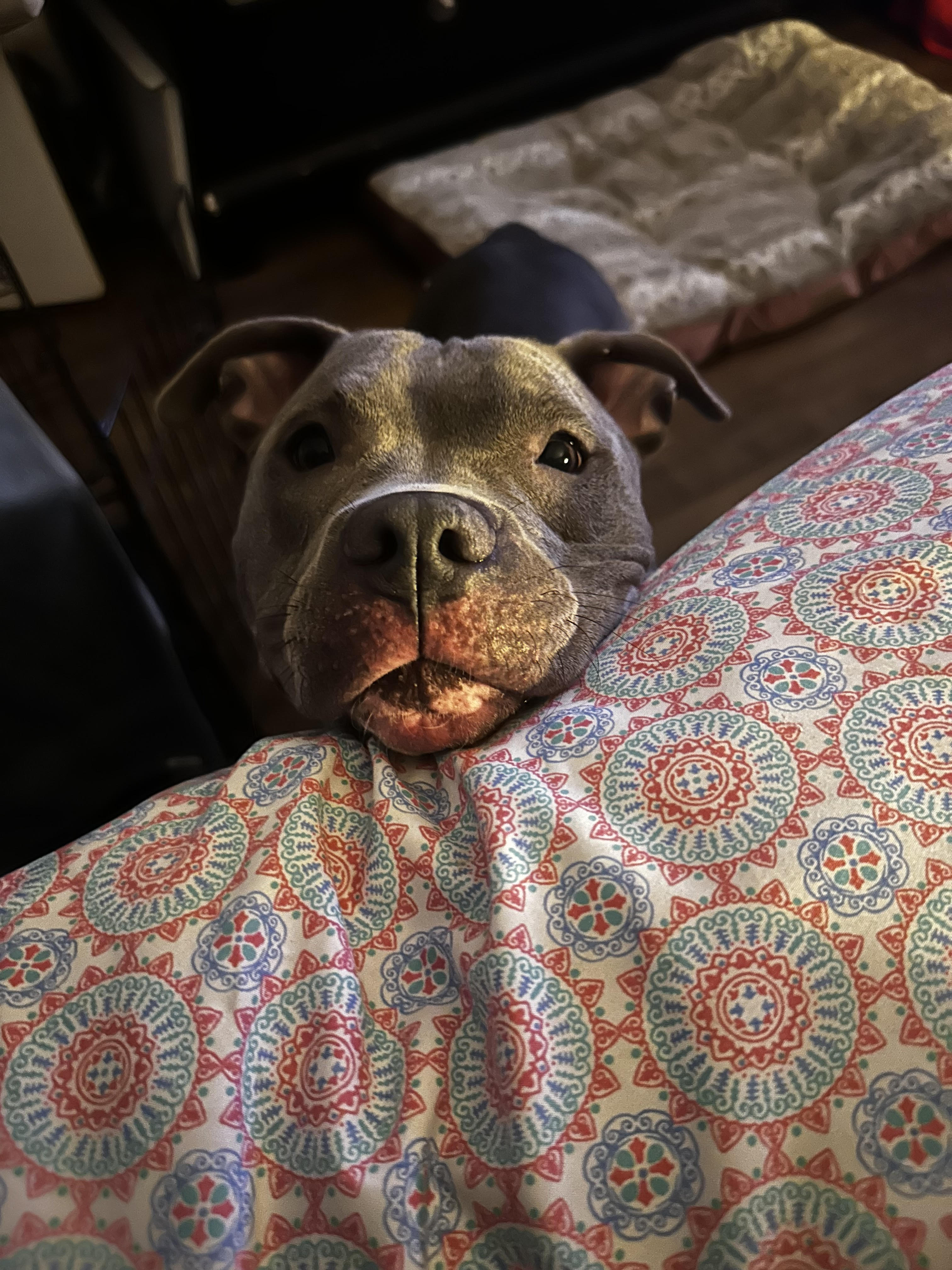 Luna Rose, a Adoptable mixed breed in Kenvil, NJ image 1/6