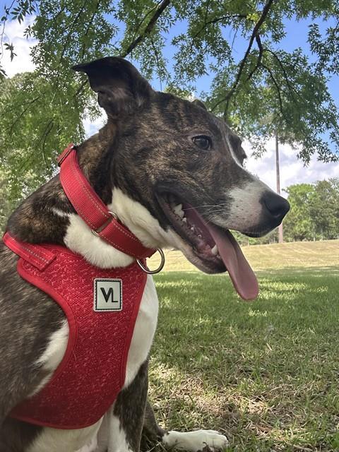 Enlarge JASMIN, a Adoptable American Staffordshire Terrier in Chester, SC image 1/1