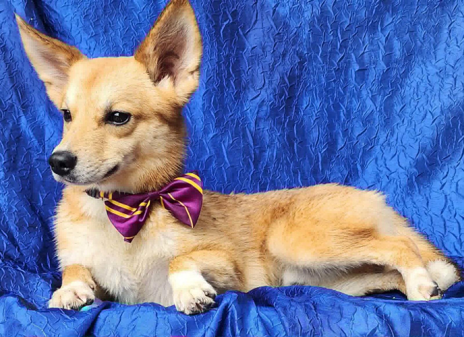 Enlarge Koda, a Adoptable mixed breed in Cuba, NY image 1/3