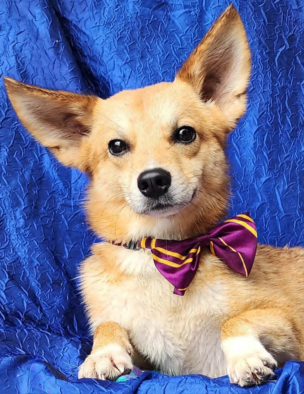 Enlarge Koda, a Adoptable mixed breed in Cuba, NY image 2/3