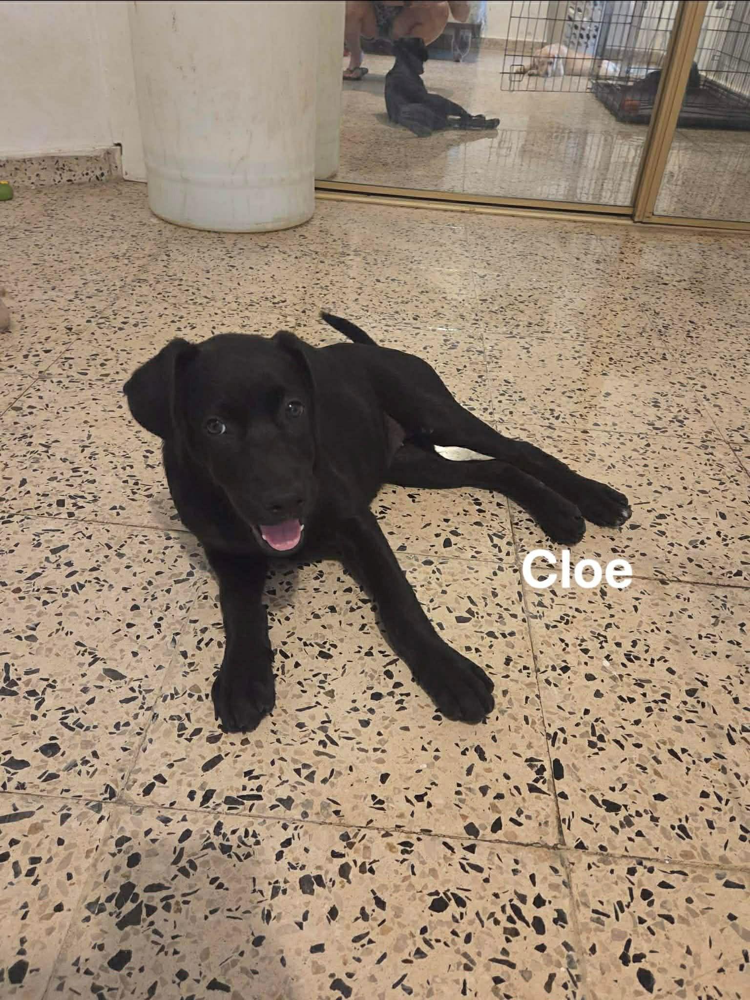 Cloe, ADOPTABLE, Puppy Female Labrador Retriever.