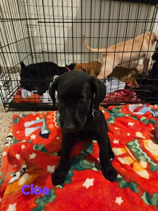 Cloe, ADOPTABLE, Puppy Female Labrador Retriever.