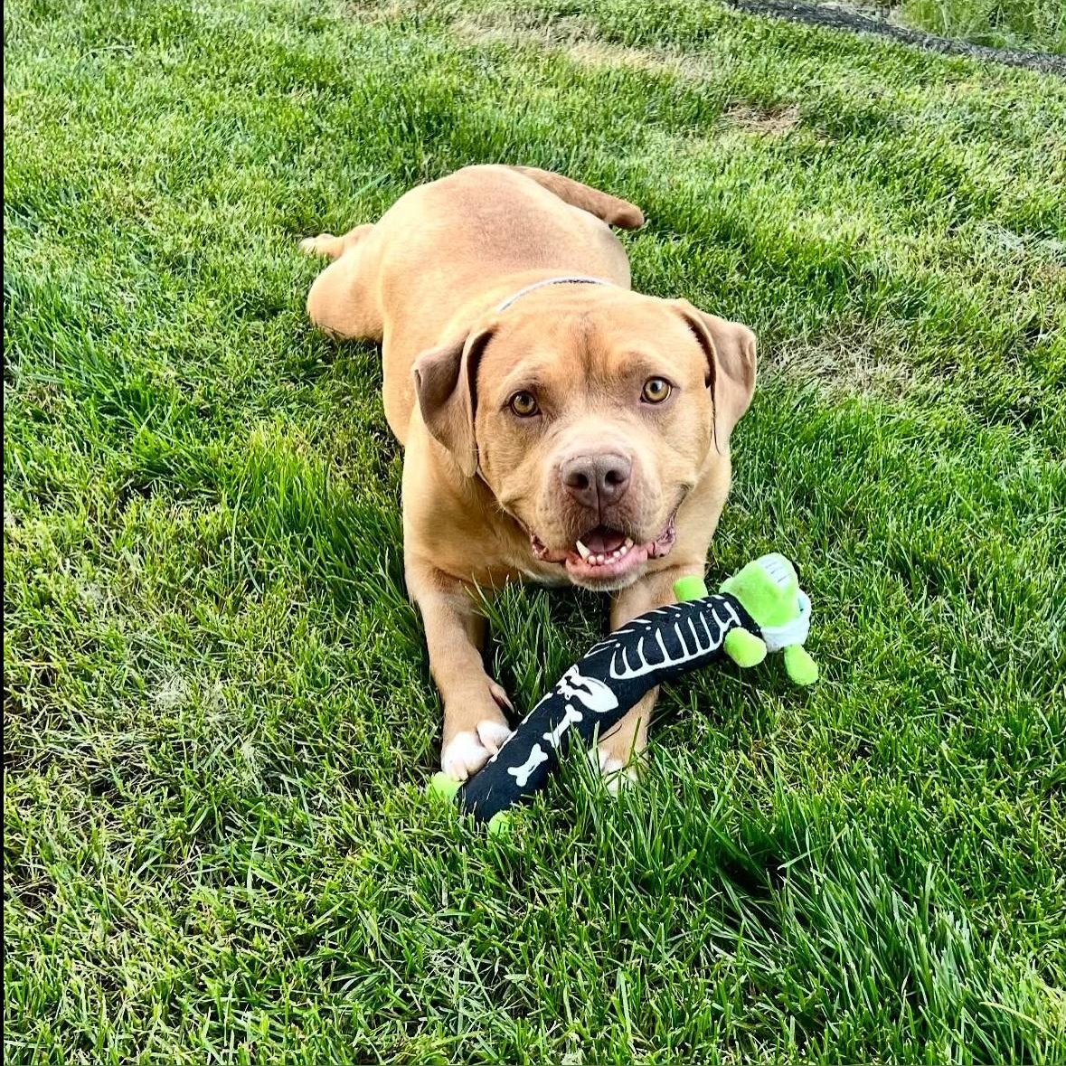 Indie, a Adoptable mixed breed in Hayward, CA image 3/5
