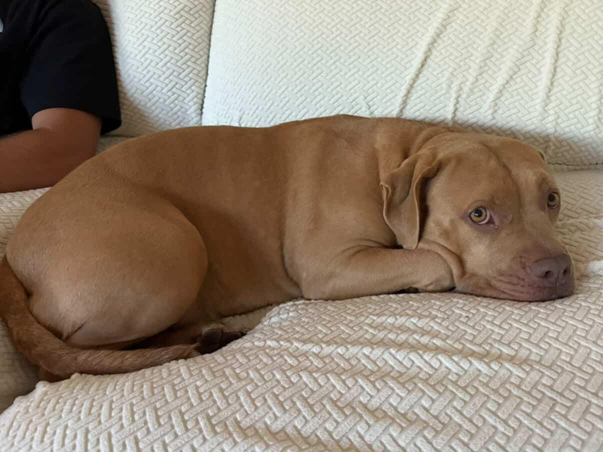 Indie, a Adoptable mixed breed in Hayward, CA image 1/5