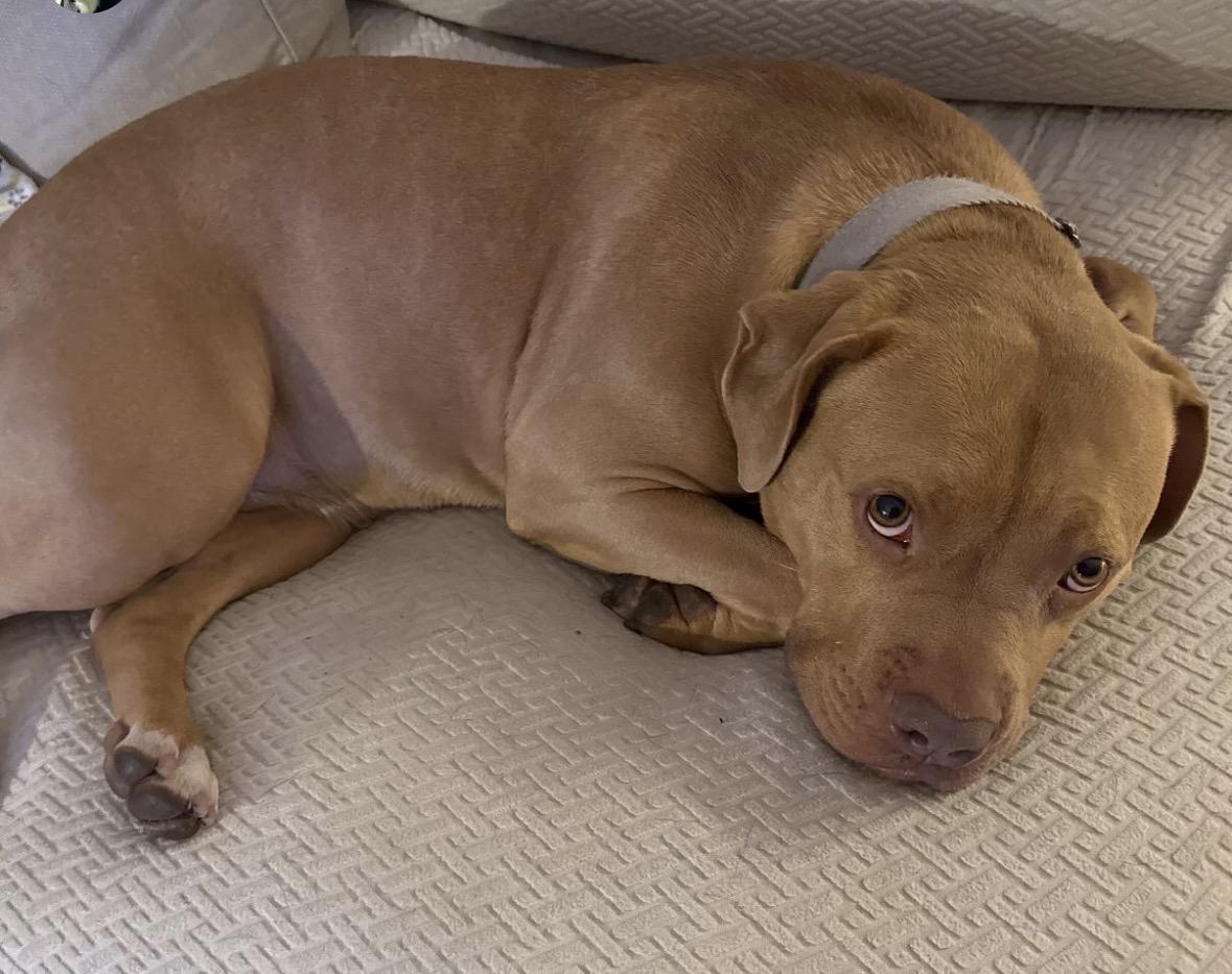 Indie, a Adoptable mixed breed in Hayward, CA image 6/6