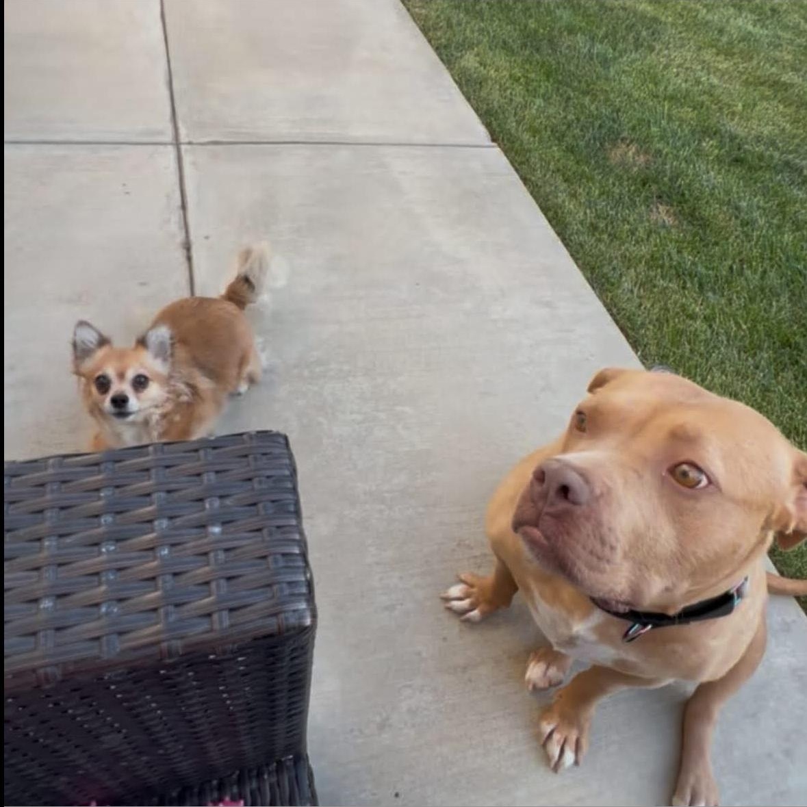 Indie, a Adoptable mixed breed in Hayward, CA image 4/5