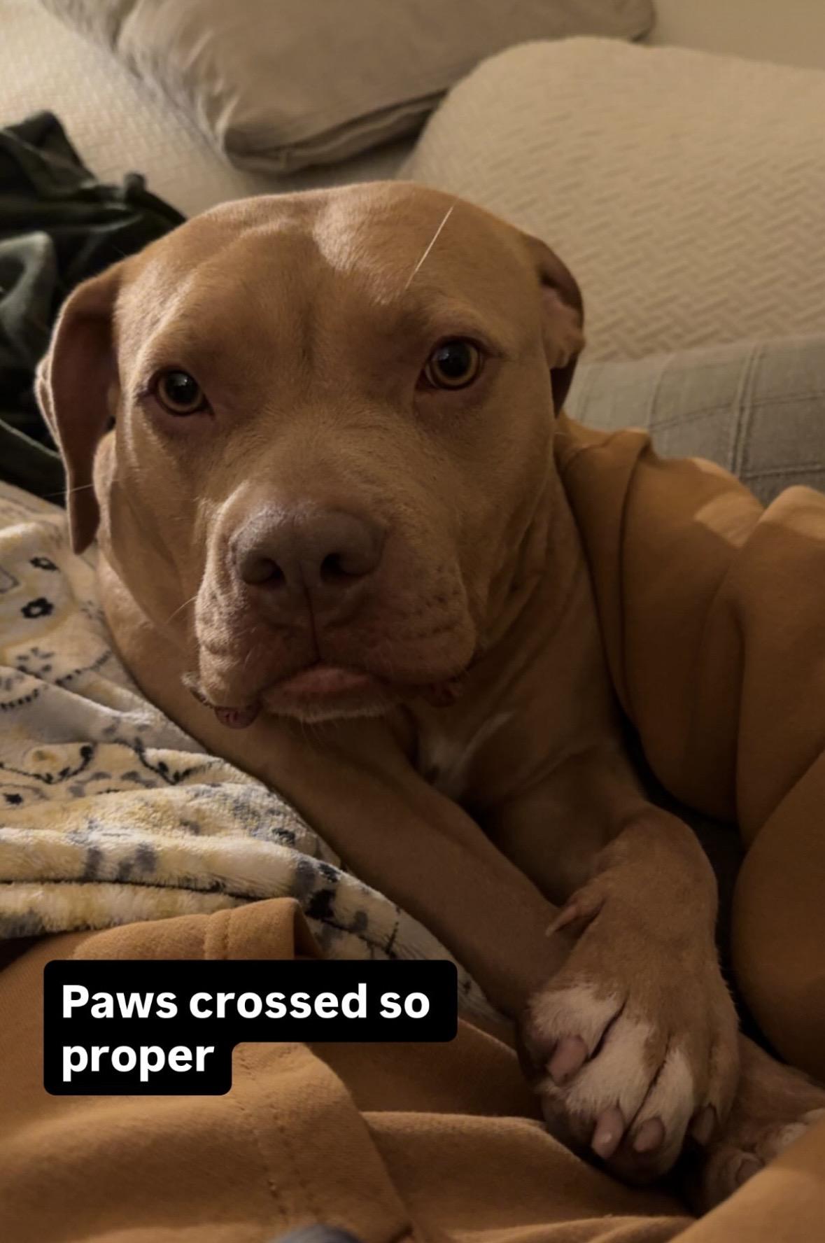 Indie, a Adoptable mixed breed in Hayward, CA image 1/6