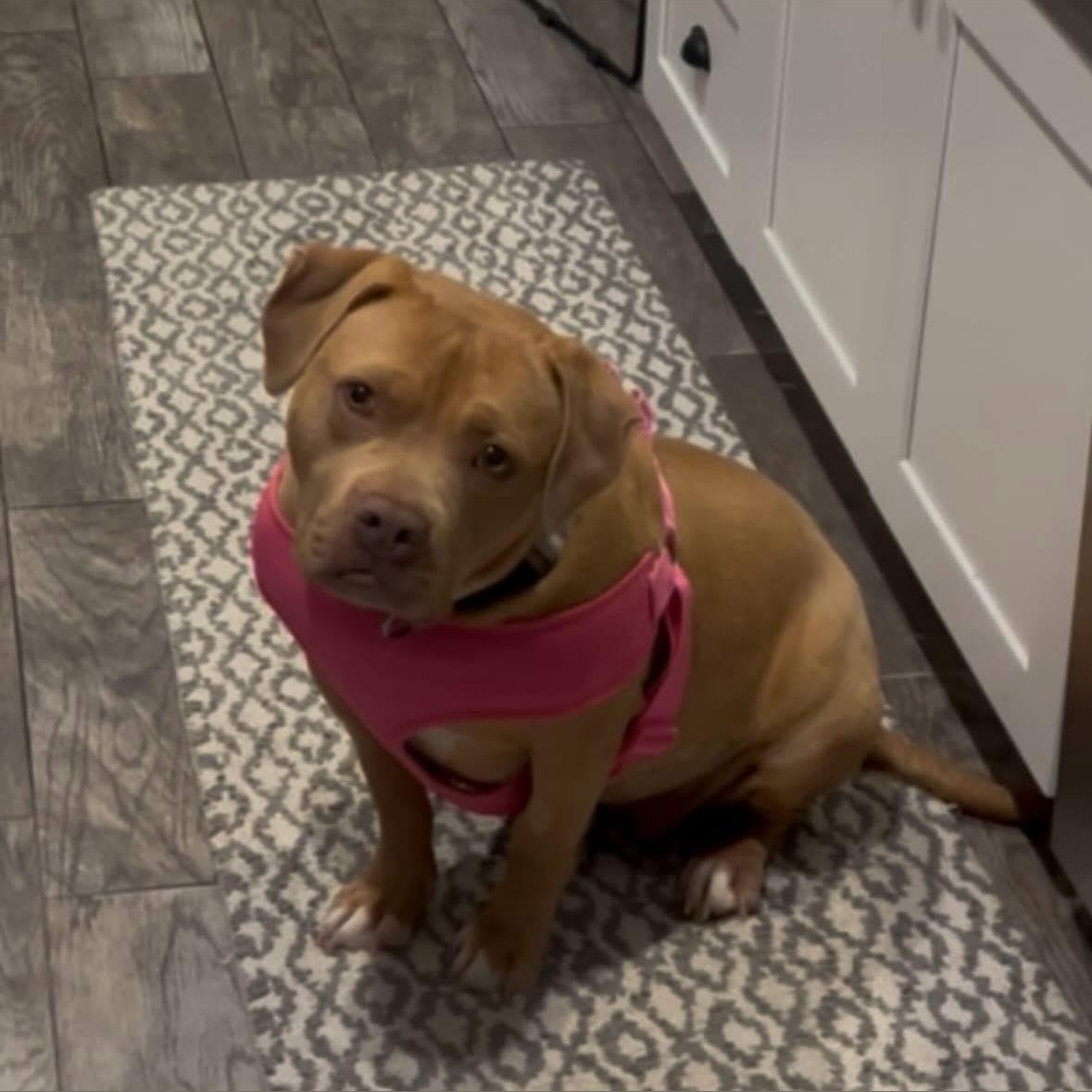 Indie, a Adoptable mixed breed in Hayward, CA image 5/5