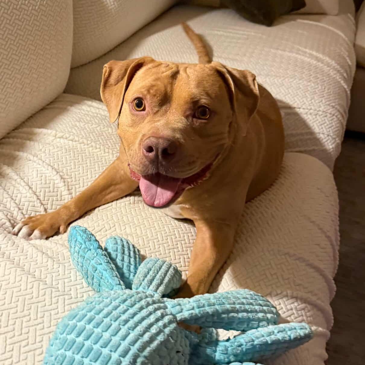 Indie, a Adoptable mixed breed in Hayward, CA image 2/5