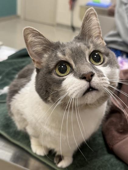 Enlarge Bella Eloise (in foster), a Adoptable mixed breed in Fishers, IN image 1/3