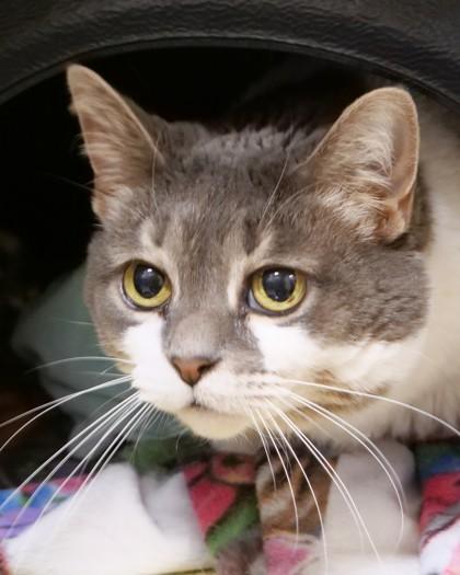 Enlarge Bella Eloise (in foster), a Adoptable mixed breed in Fishers, IN image 2/3