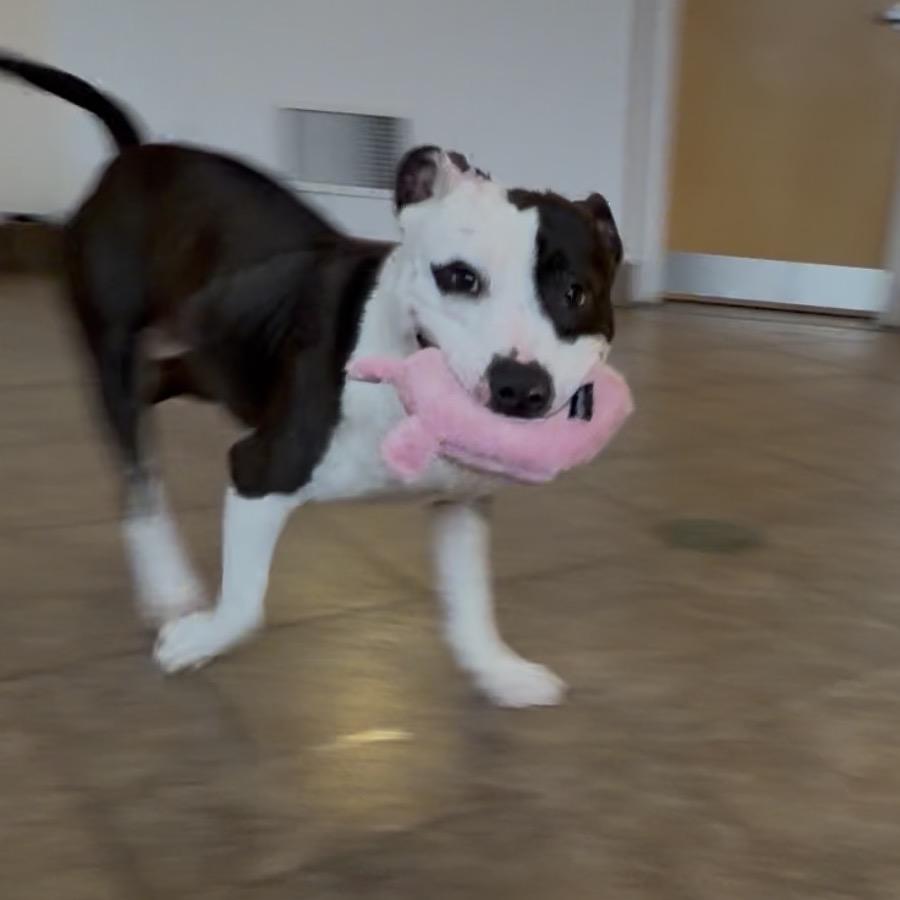 Roman, Adoptable, Adult Male Bull Terrier & Pit Bull Terrier.