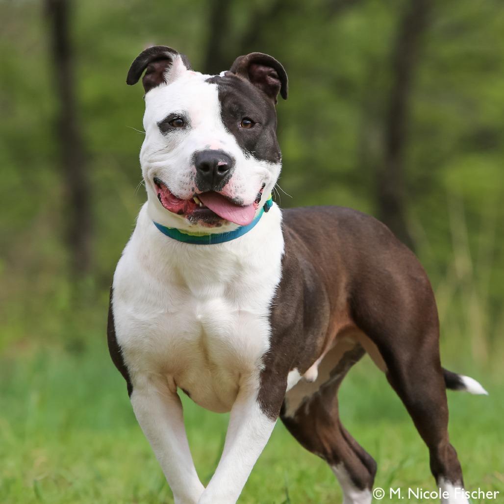 Enlarge Roman, a Adoptable mixed breed in Conshohocken, PA image 2/6