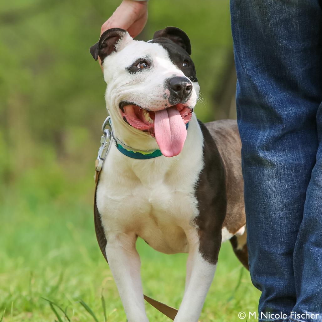 Roman, a Adoptable mixed breed in Conshohocken, PA image 3/6