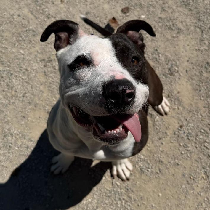 Enlarge Roman, a Adoptable mixed breed in Conshohocken, PA image 3/6