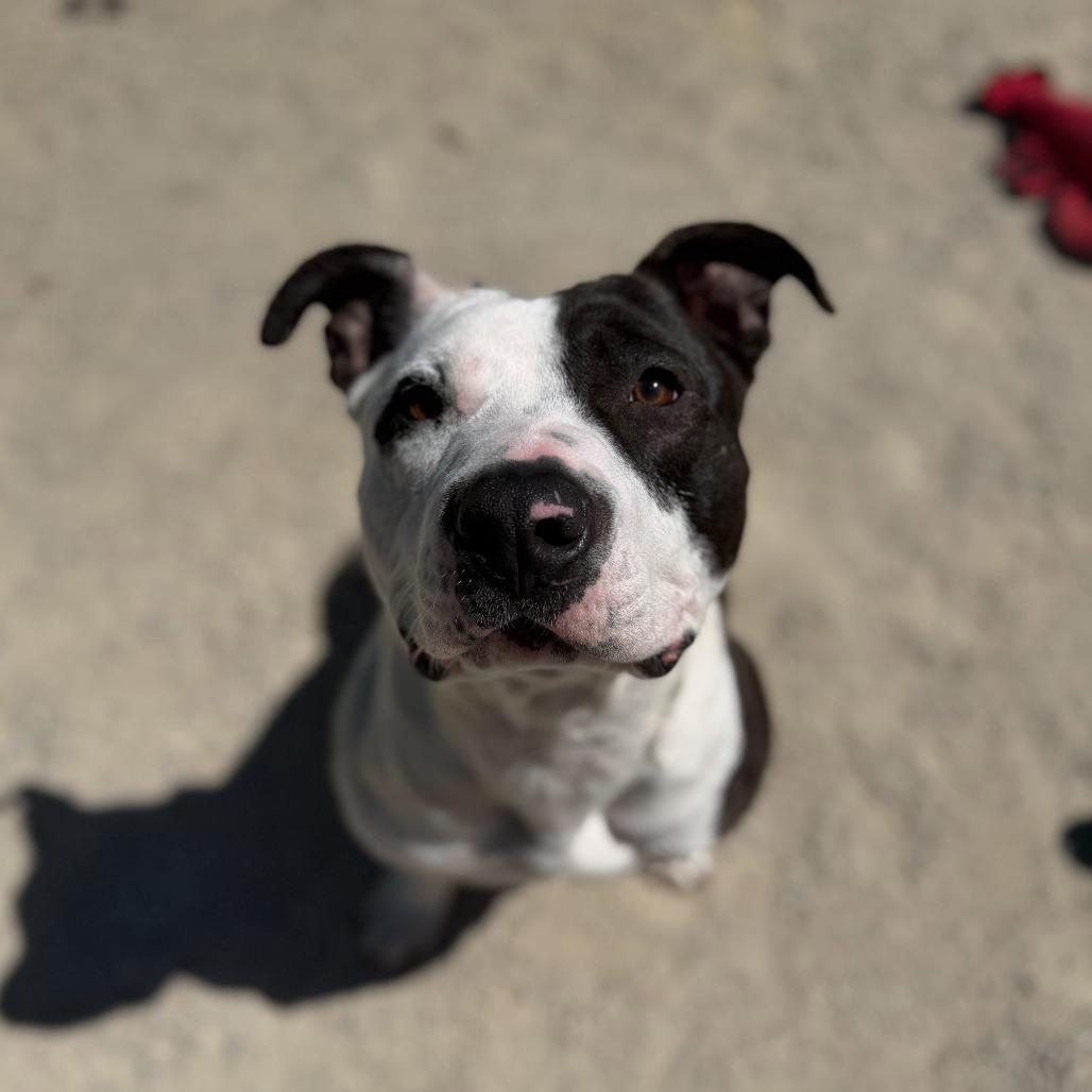 Enlarge Roman, a Adoptable mixed breed in Conshohocken, PA image 5/6