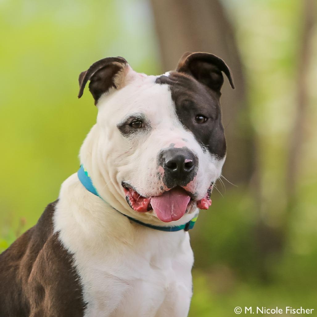 Enlarge Roman, a Adoptable mixed breed in Conshohocken, PA image 4/6