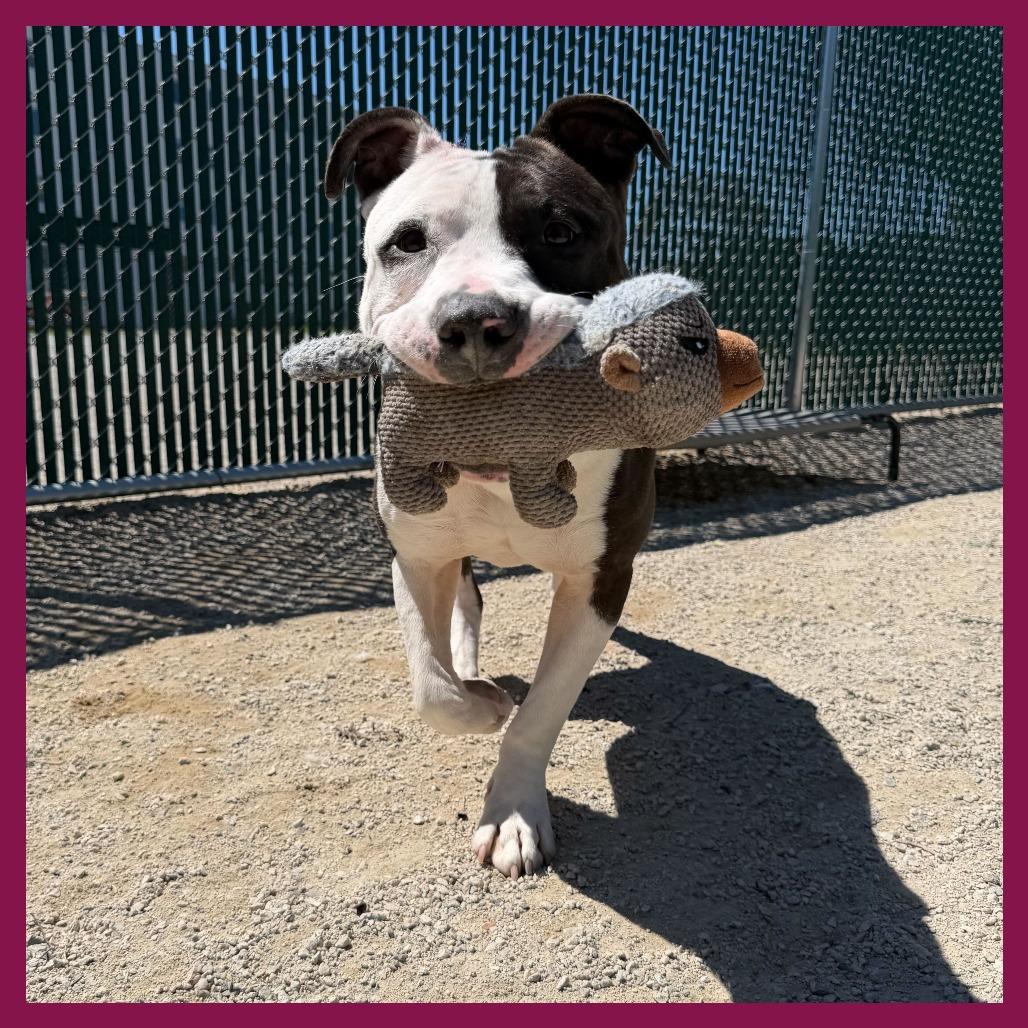Enlarge Roman, a Adoptable mixed breed in Conshohocken, PA image 6/6