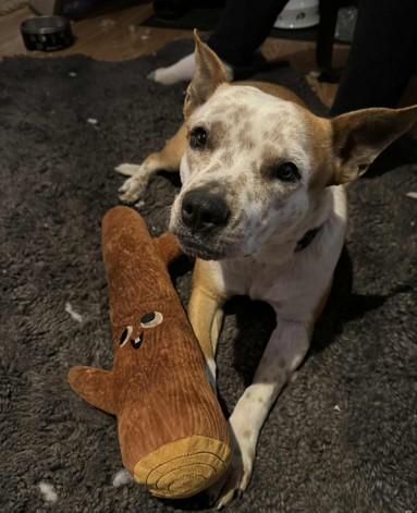 Enlarge Penny, a ADOPTABLE mixed breed in Colorado Springs, CO image 4/4