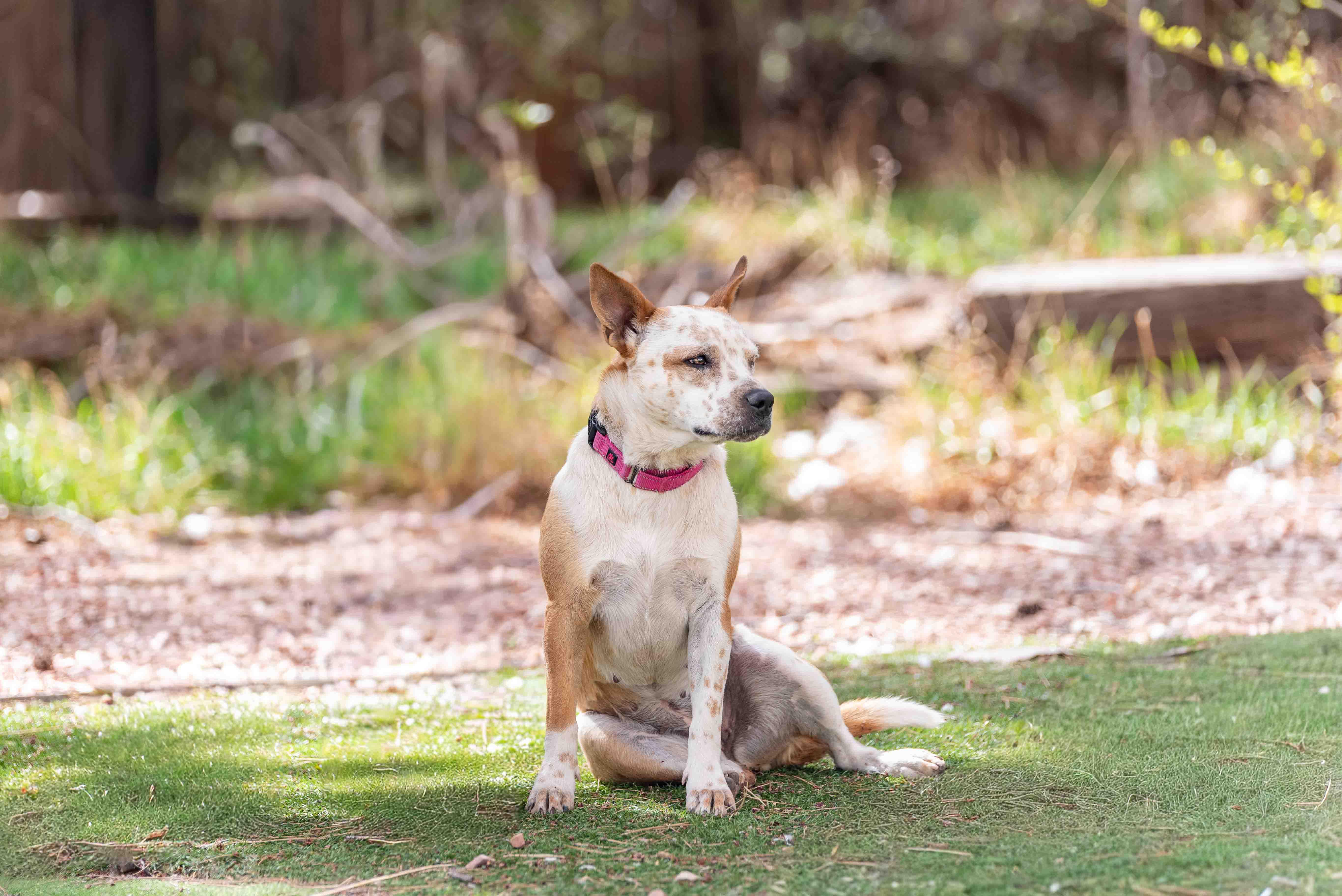Enlarge Penny, a ADOPTABLE mixed breed in Colorado Springs, CO image 6/6