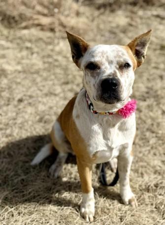 Enlarge Penny, a ADOPTABLE mixed breed in Colorado Springs, CO image 1/4