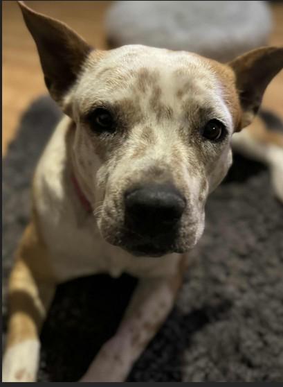 Penny, ADOPTABLE, Adult Female Cattle Dog.