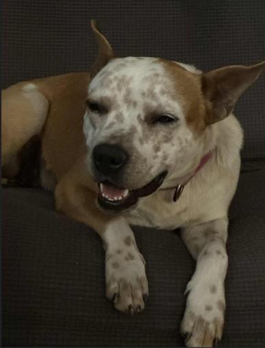 Penny, a ADOPTABLE mixed breed in Colorado Springs, CO image 5/6