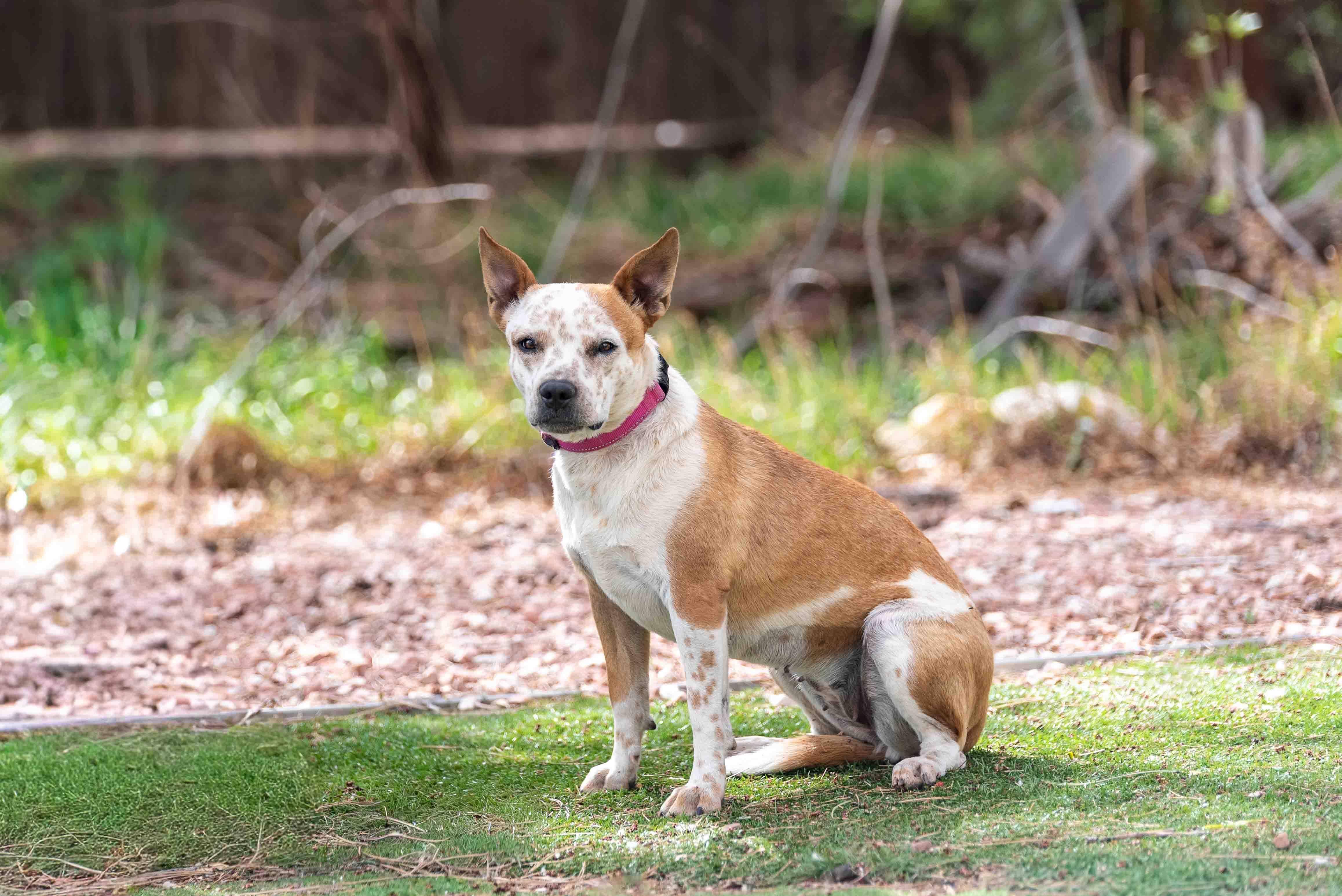 Enlarge Penny, a ADOPTABLE mixed breed in Colorado Springs, CO image 1/6