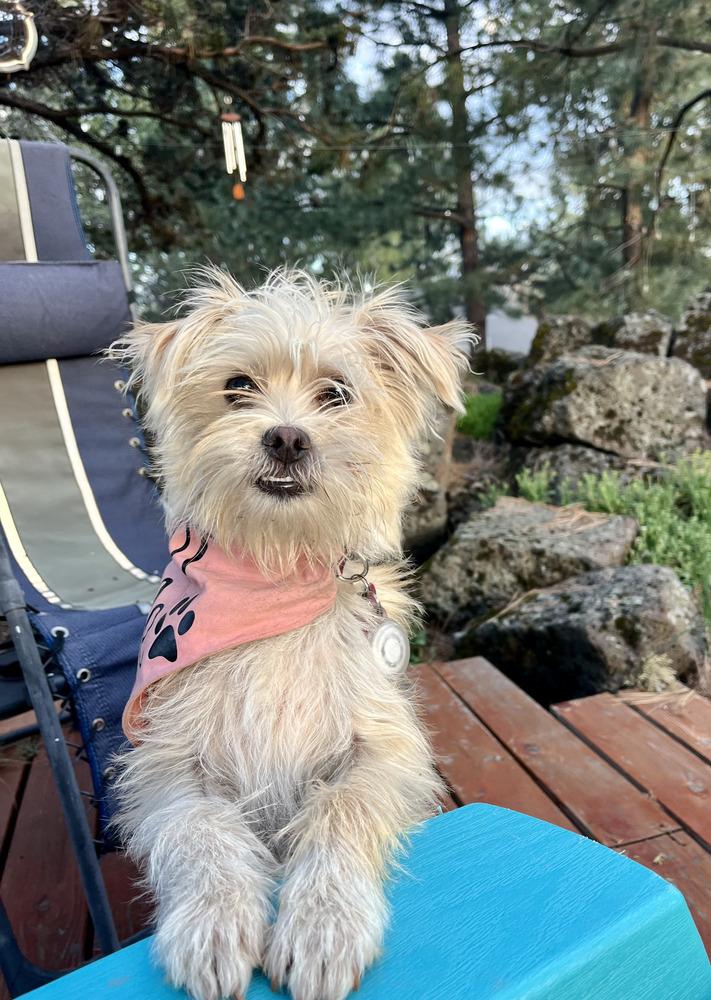 Enlarge Una, a Adopted mixed breed in Bend, OR image 2/6