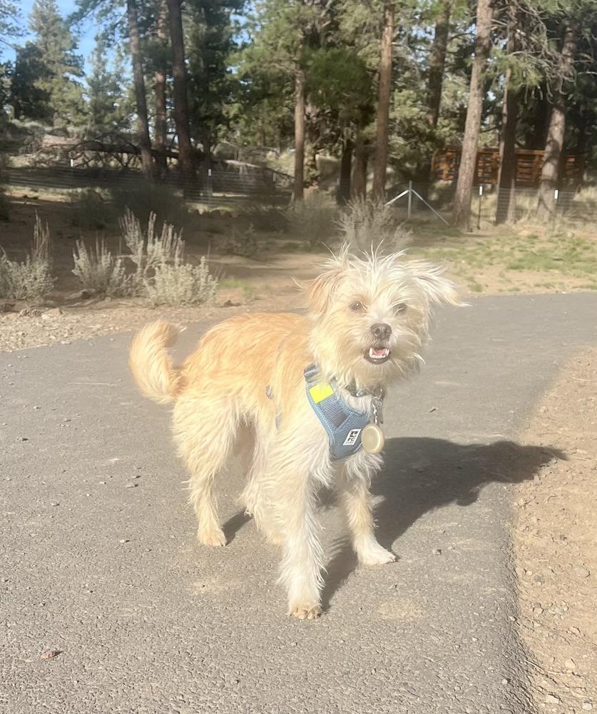 Enlarge Una, a Adopted mixed breed in Bend, OR image 3/6