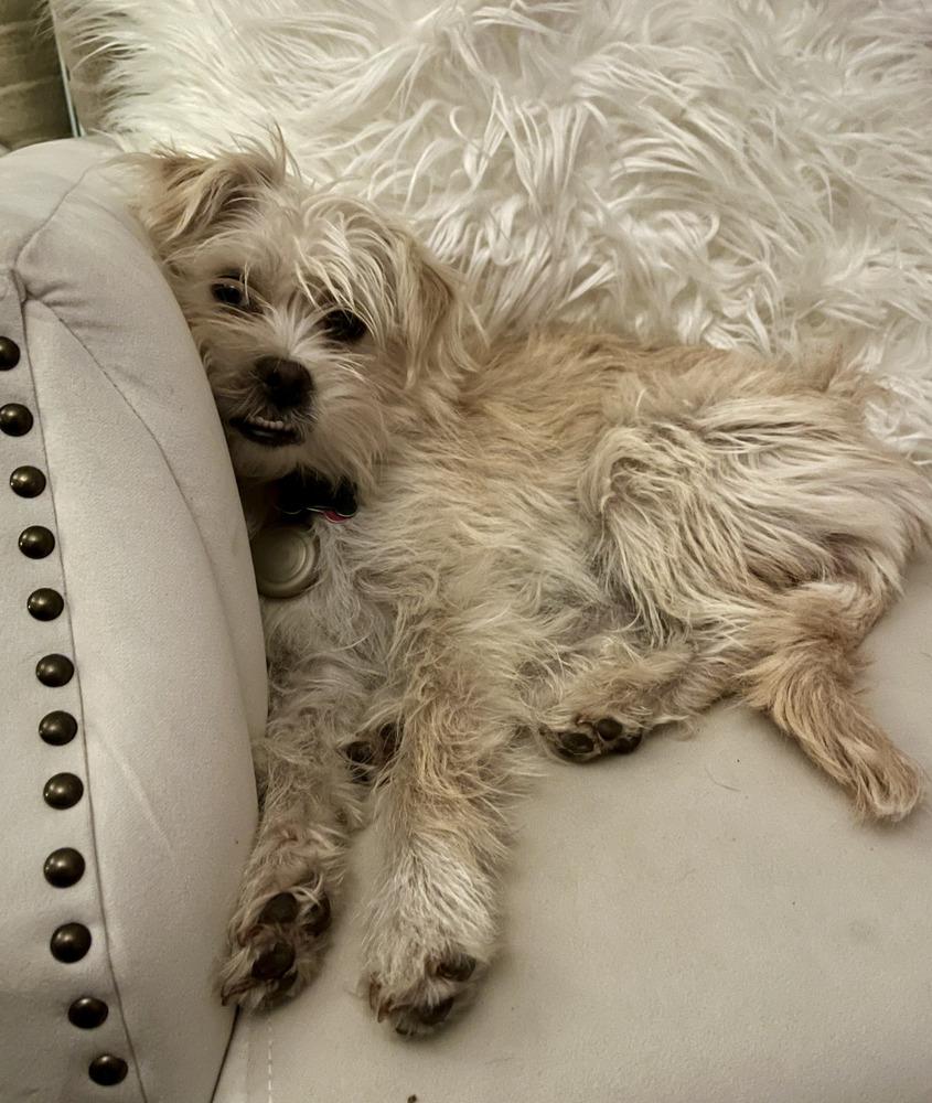 Enlarge Una, a Adopted mixed breed in Bend, OR image 4/6