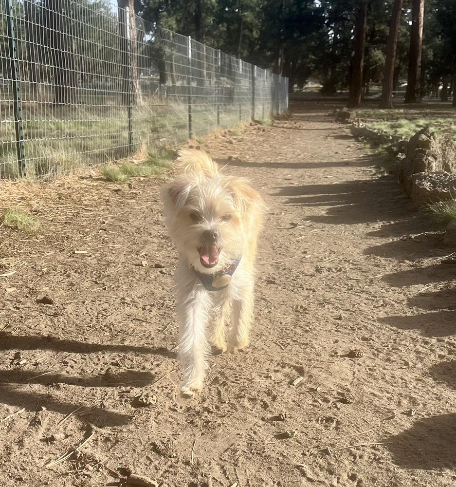 Enlarge Una, a Adopted mixed breed in Bend, OR image 5/6