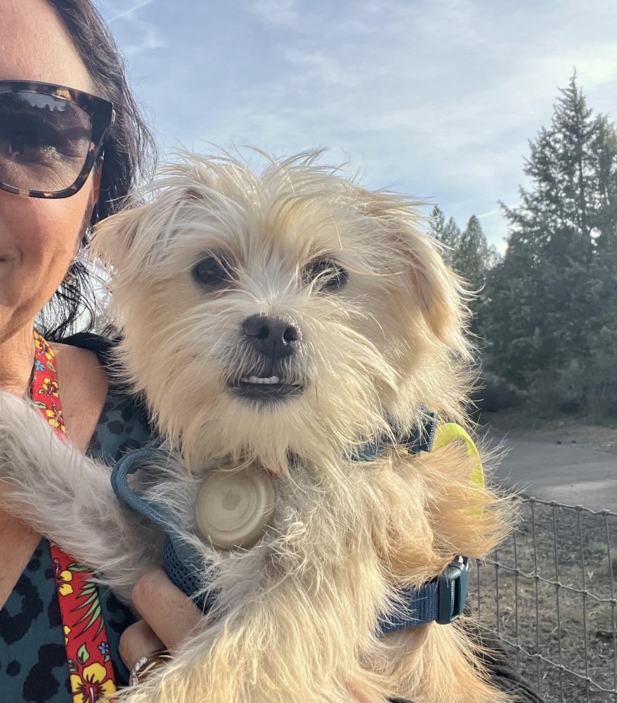 Enlarge Una, a Adopted mixed breed in Bend, OR image 6/6