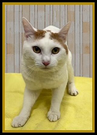 WHITEY, Adoptable, Adult Male Domestic Short Hair.