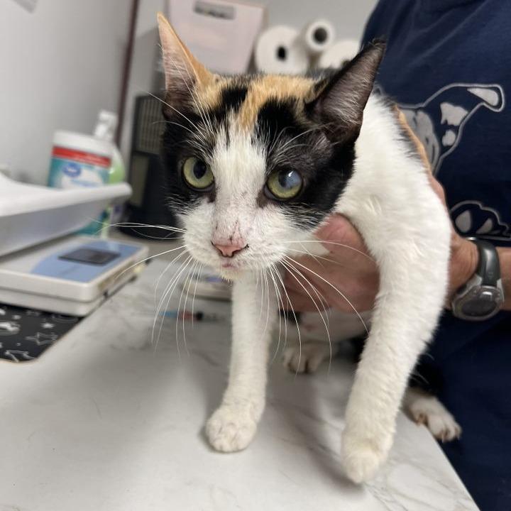 Enlarge Queen Grimhilde, a Adoptable Domestic Short Hair in Edwardsville, IL image 1/4