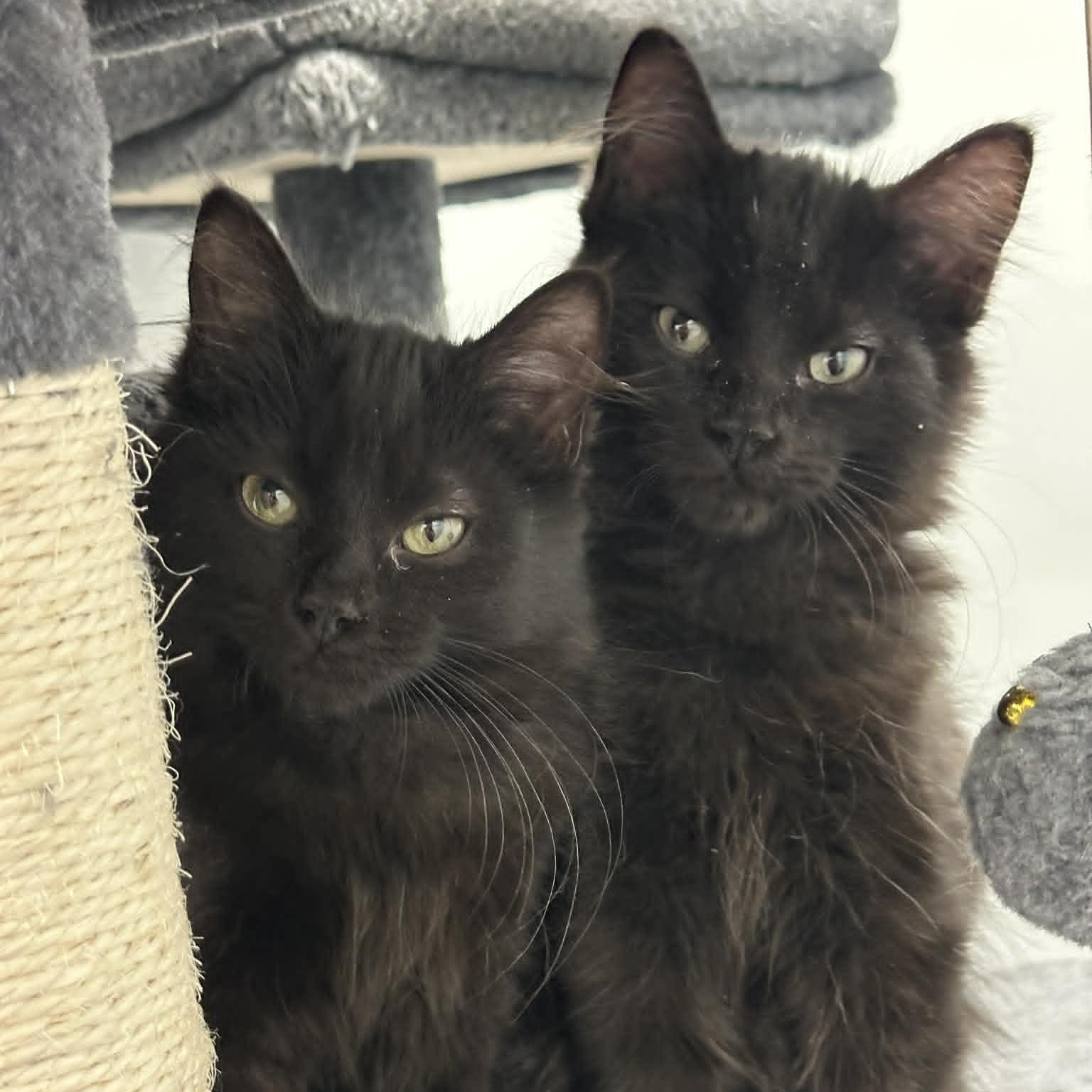 Flint, a ADOPTABLE Domestic Medium Hair in Danbury, CT image 2/2