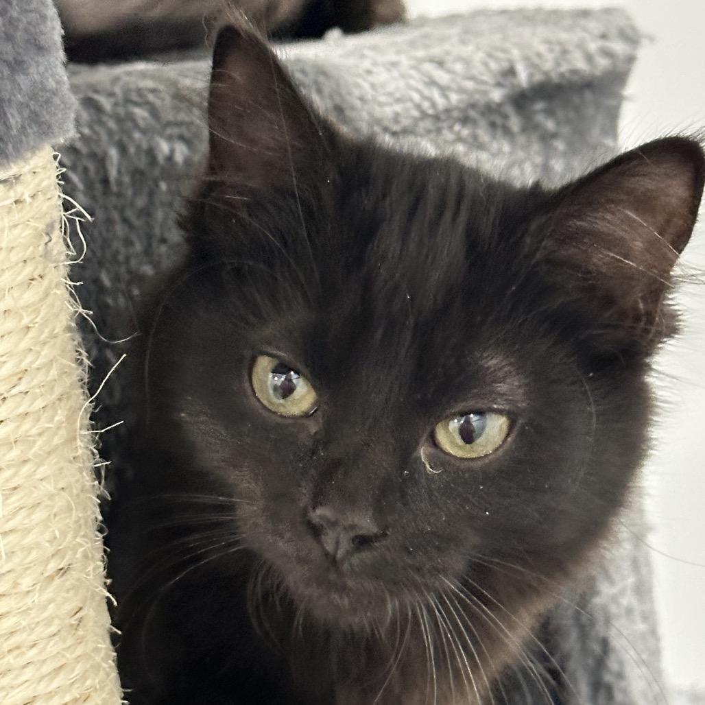 Flint, ADOPTABLE, Kitten Male Domestic Medium Hair.