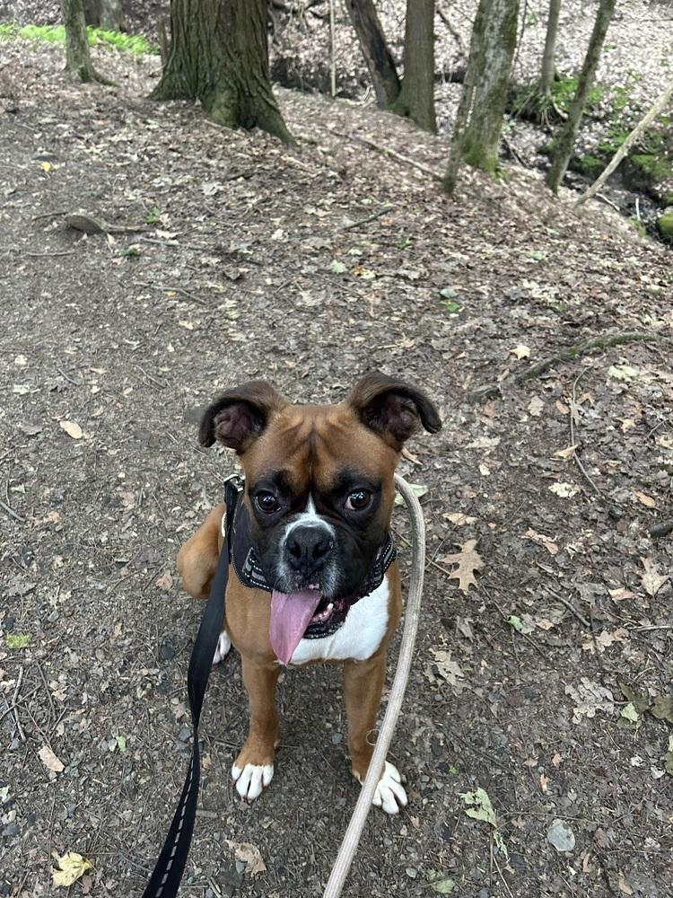 Creed, Adopted, Adult Male Boxer.
