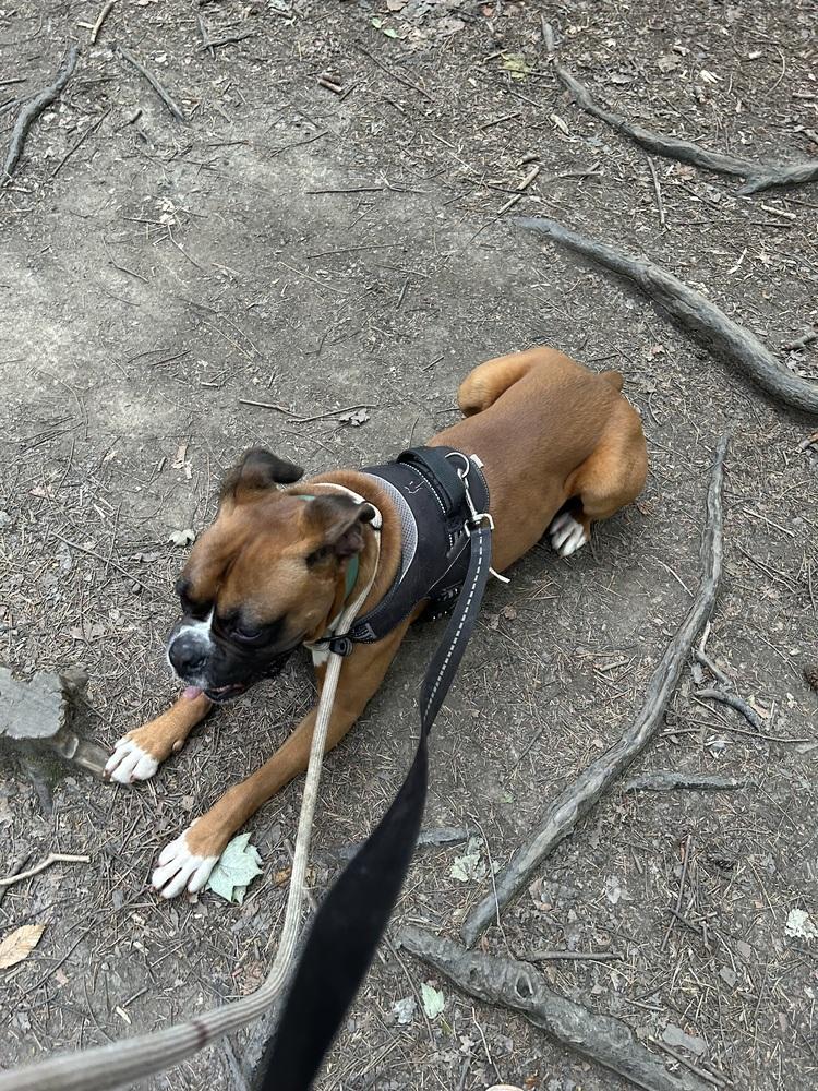 Enlarge Creed, a Adopted Boxer in Amherst, NY image 3/4