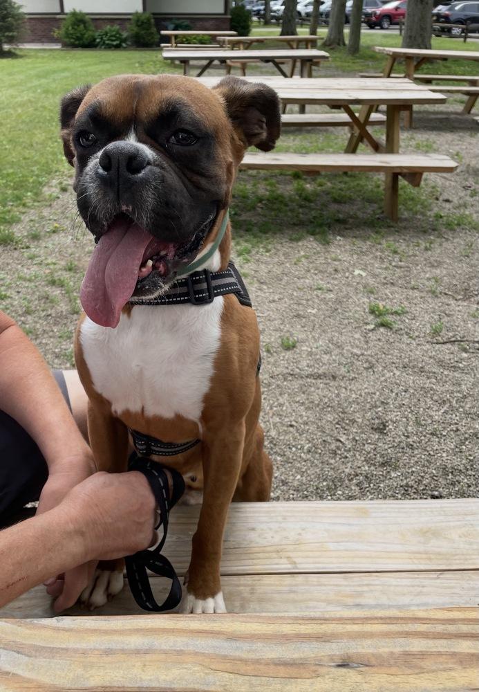 Enlarge Creed, a Adopted Boxer in Amherst, NY image 4/4
