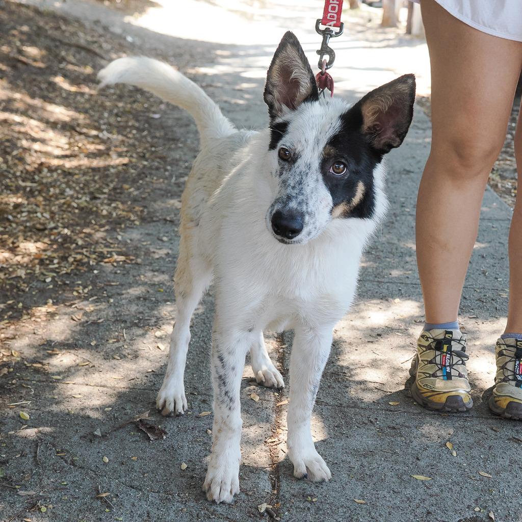 RANGER, Adoptable, Young Male Australian Cattle Dog / Blue Heeler & Mixed Breed.