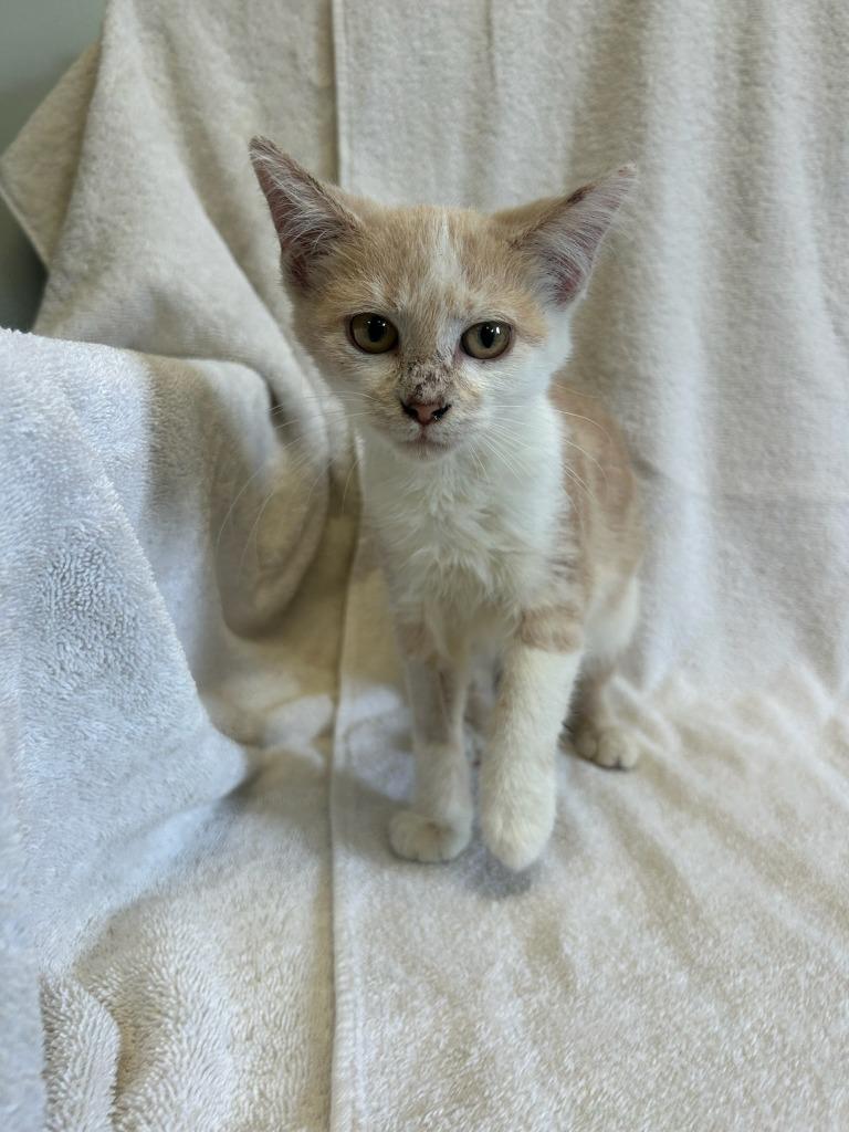 Mango, Adoptable, Young Female Domestic Short Hair.