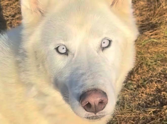 Cimarron thumbnail 3