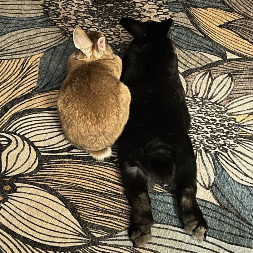 ROCKIE & ELLA (ADULT BONDED MALE/FEMALE PAIR), a Adoptable mixed breed in Teaneck, NJ image 6/6