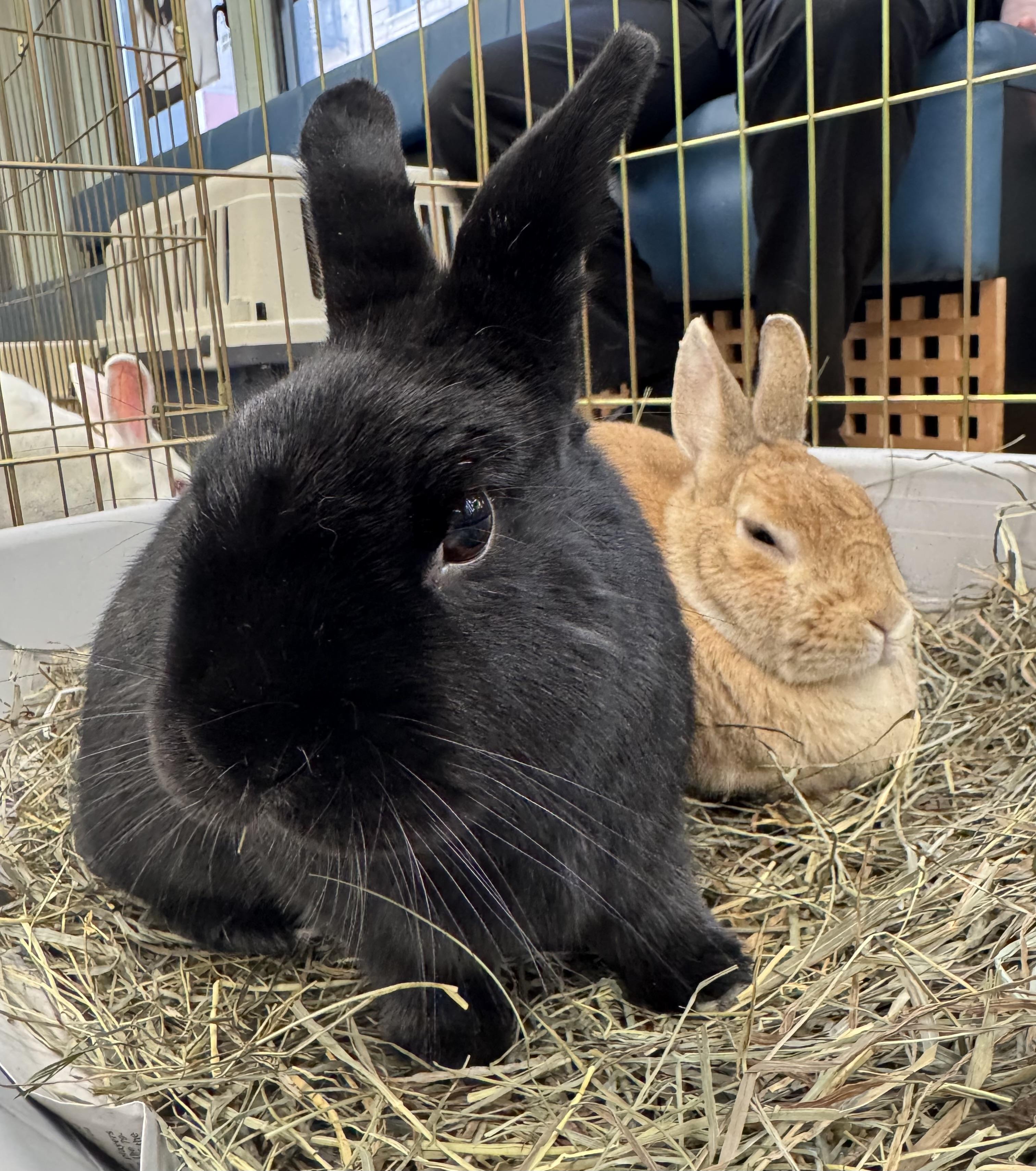 ROCKIE & ELLA (ADULT BONDED MALE/FEMALE PAIR), a Adoptable mixed breed in Teaneck, NJ image 5/6