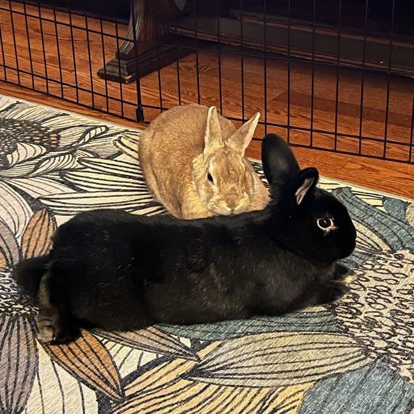 ROCKIE & ELLA (ADULT BONDED MALE/FEMALE PAIR), a Adoptable mixed breed in Teaneck, NJ image 1/6