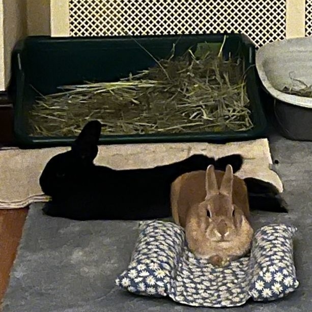 ROCKIE & ELLA (ADULT BONDED MALE/FEMALE PAIR), a Adoptable mixed breed in Teaneck, NJ image 4/6