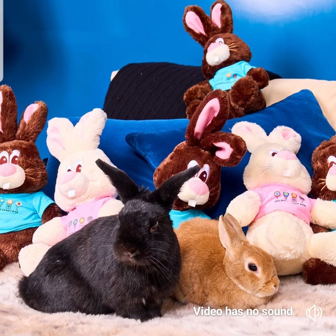 ROCKIE & ELLA (ADULT BONDED MALE/FEMALE PAIR), a Adoptable mixed breed in Teaneck, NJ image 3/6